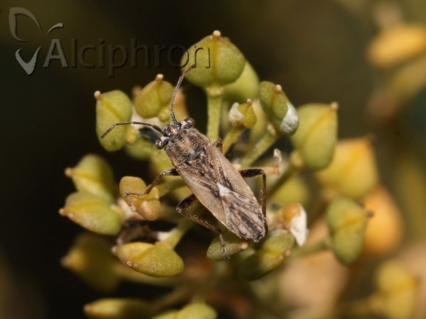 Henestaris halophilus