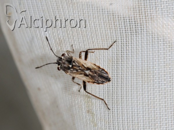 Henestaris halophilus