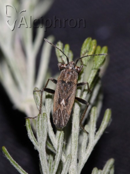 Henestaris halophilus