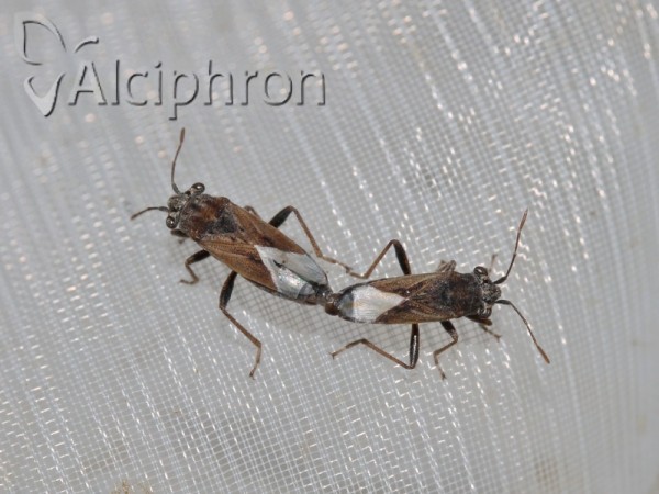 Henestaris halophilus