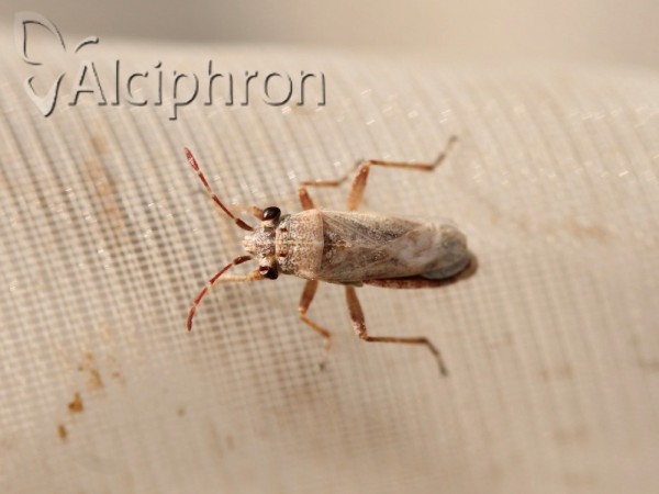 Henestaris halophilus