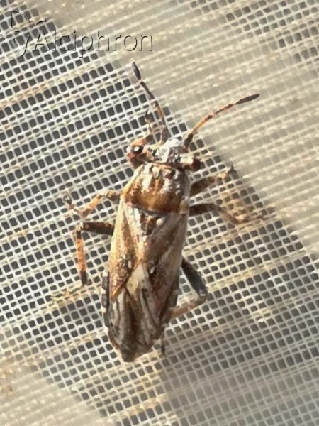 Henestaris laticeps