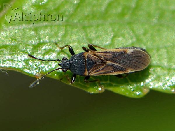 Ischnodemus sabuleti
