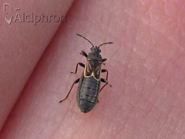Ischnodemus sabuleti