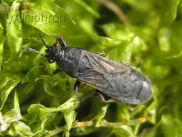 Ischnodemus sabuleti