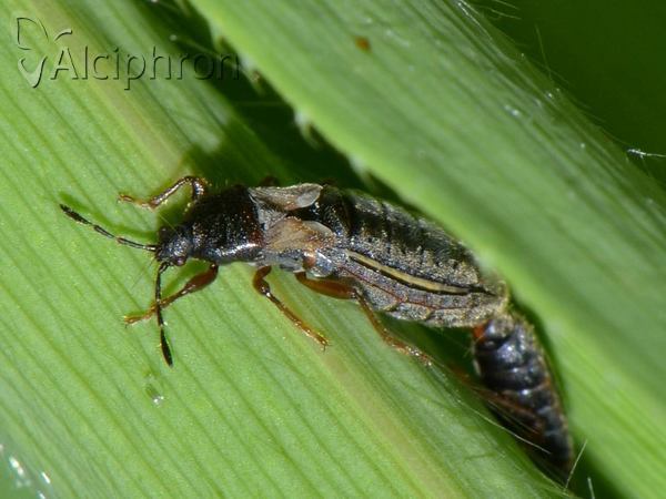 Dimorphopterus blissoides