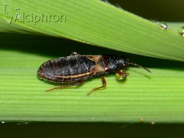 Dimorphopterus blissoides