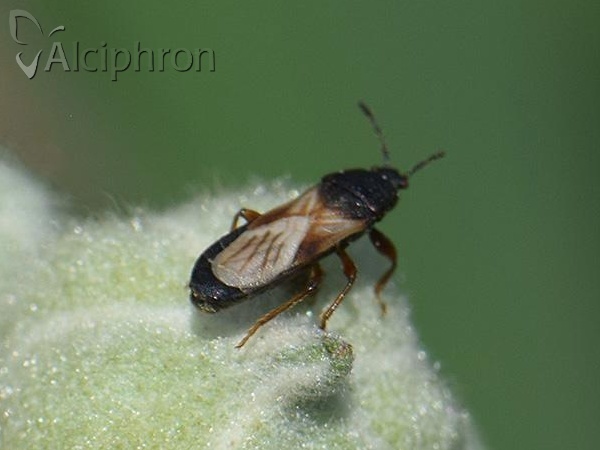 Dimorphopterus blissoides
