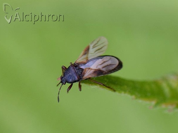 Dimorphopterus blissoides