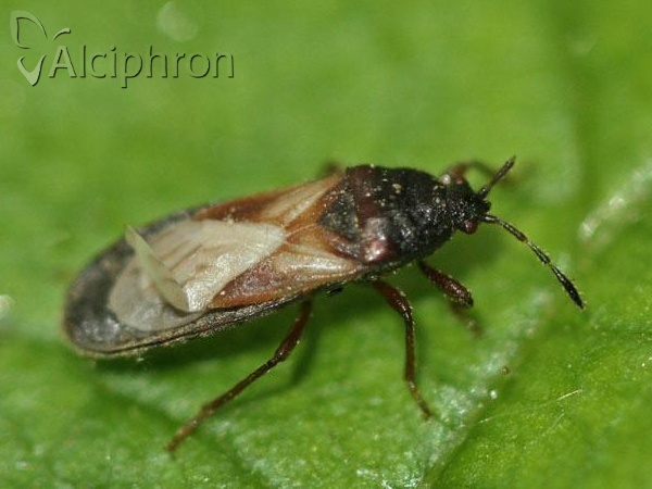 Dimorphopterus blissoides