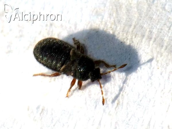 Dimorphopterus doriae