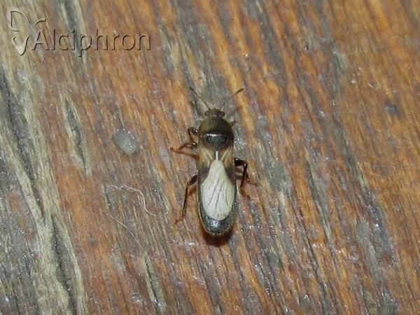 Dimorphopterus spinolae