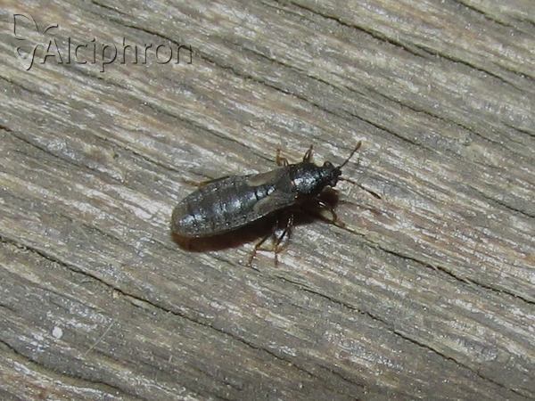 Dimorphopterus spinolae