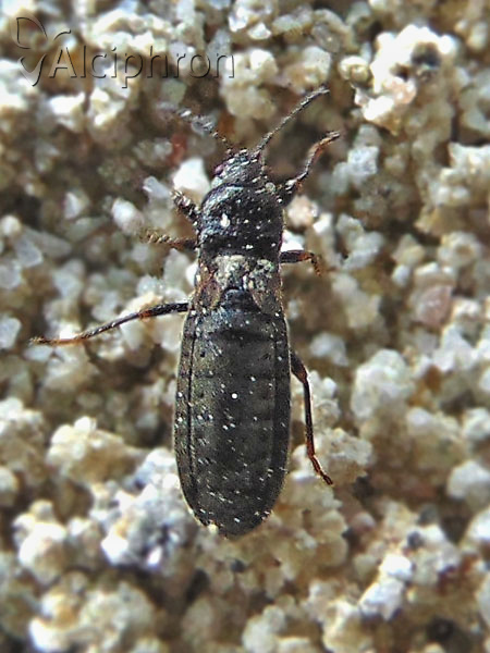 Dimorphopterus spinolae
