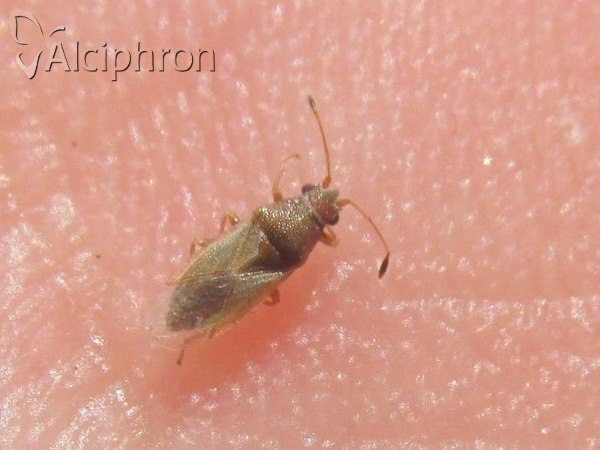 Cymus claviculus