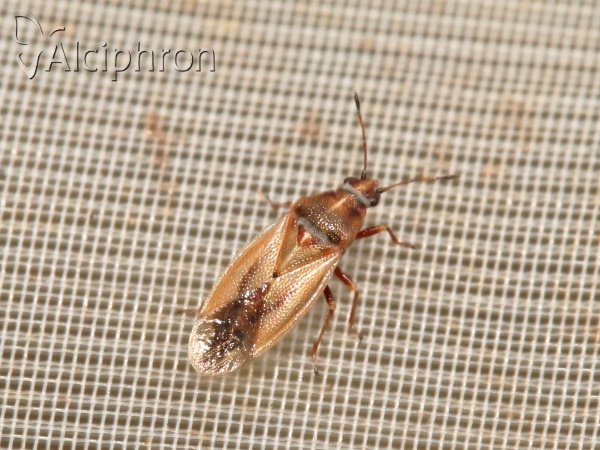 Cymus glandicolor