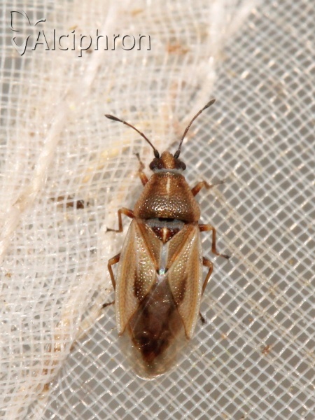 Cymus glandicolor