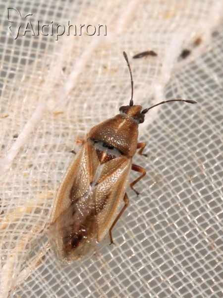 Cymus glandicolor