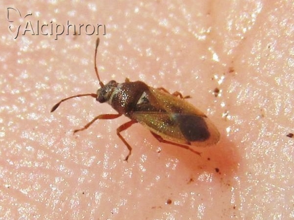Cymus melanocephalus