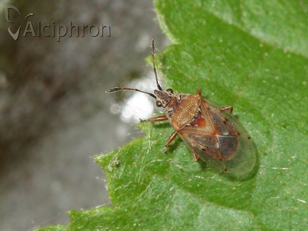 Kleidocerys resedae