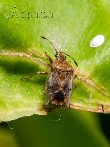 Kleidocerys resedae
