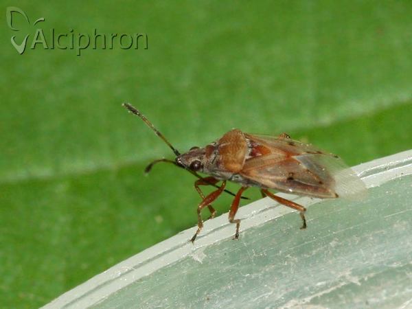 Kleidocerys resedae