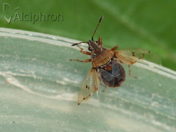 Kleidocerys resedae