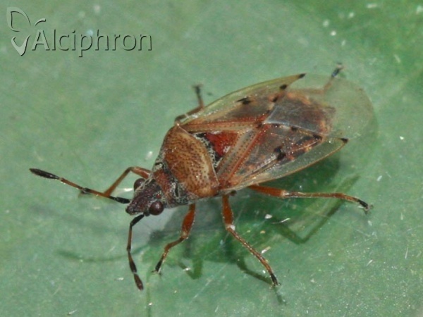 Kleidocerys resedae