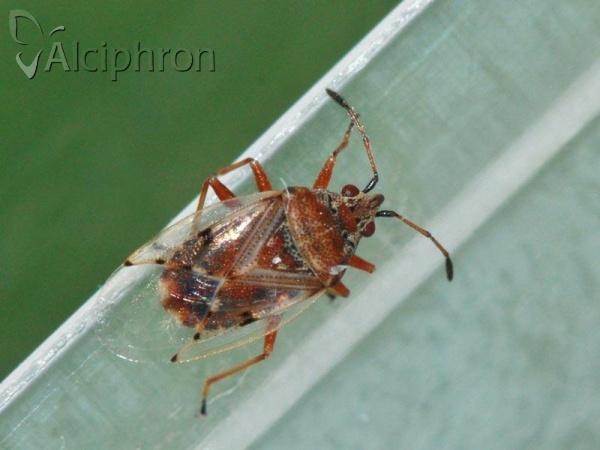 Kleidocerys resedae