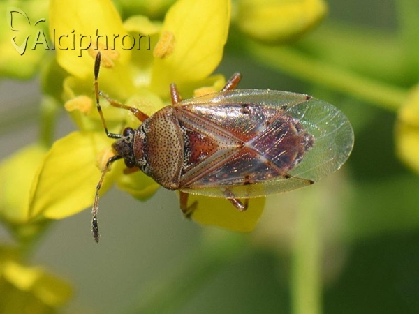 Kleidocerys resedae