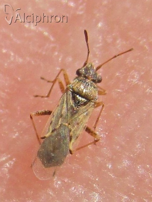 Nysius cymoides
