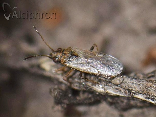 Nysius cymoides