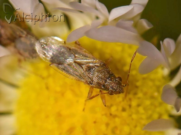 Nysius cymoides