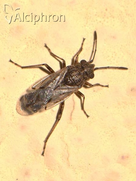 Nysius ericae