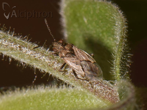 Nysius ericae