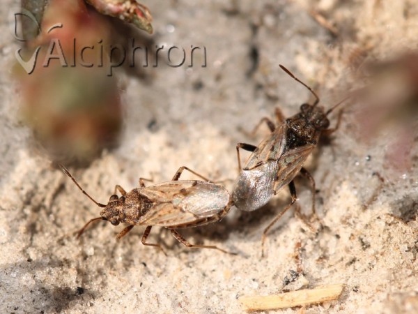 Nysius ericae