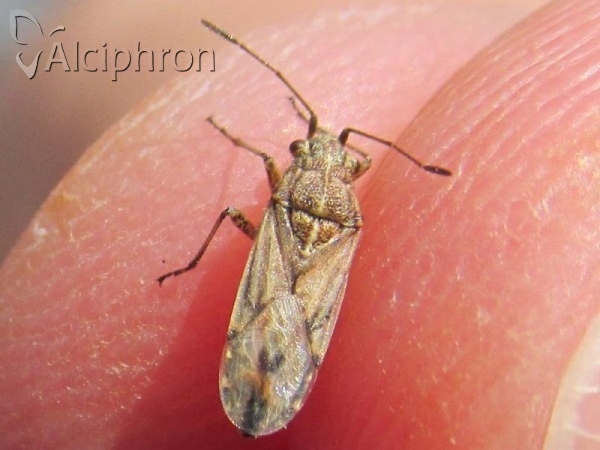 Nysius helveticus