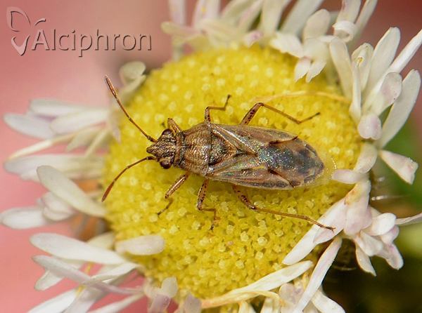 Nysius senecionis
