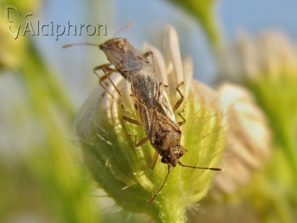 Nysius senecionis