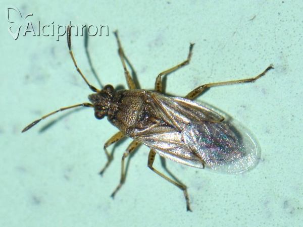 Nysius senecionis