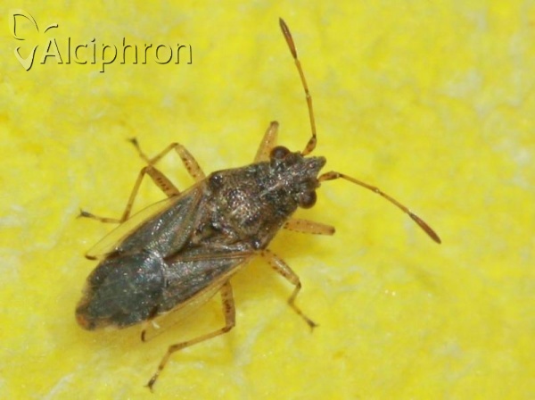 Nysius senecionis