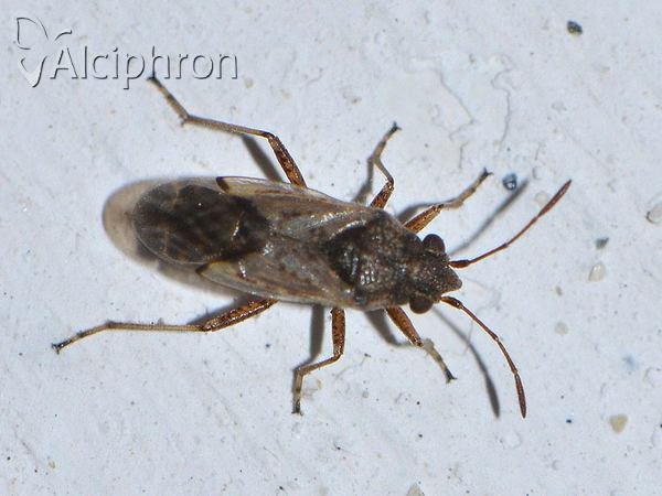 Nysius thymi