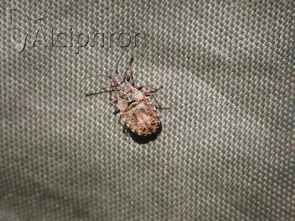 Nithecus jacobaeae