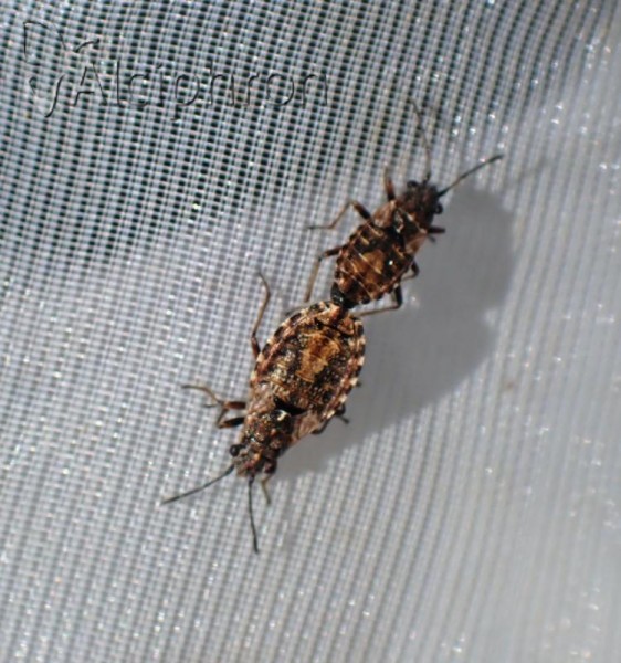 Nithecus jacobaeae