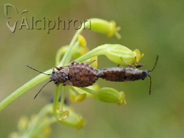 Nithecus jacobaeae