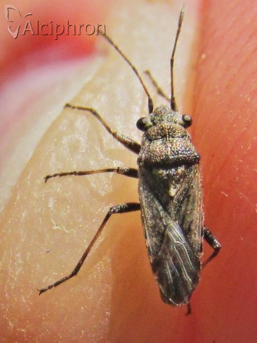 Ortholomus punctipennis