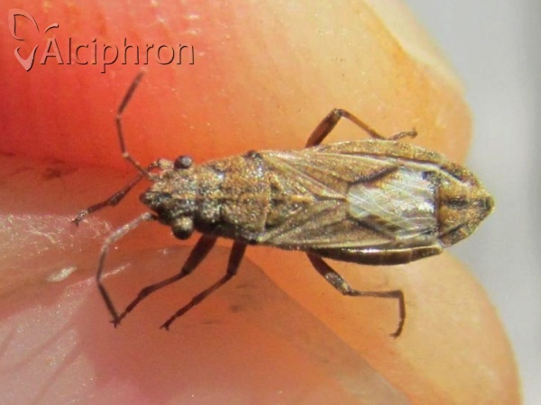 Ortholomus punctipennis
