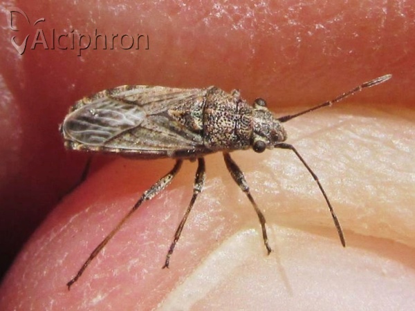Ortholomus punctipennis