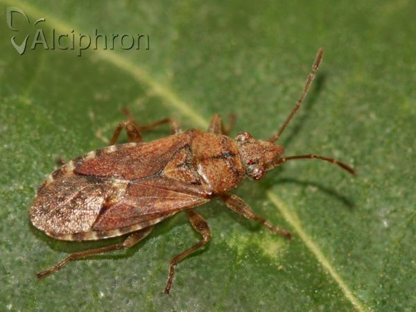 Orsillus depressus