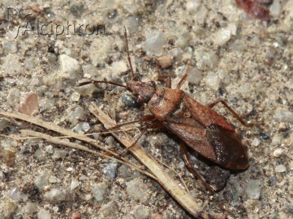 Orsillus depressus